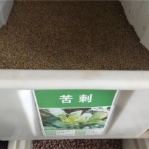 苦刺种当年新采摘苦刺花种子狼牙刺种子铁马胡烧白刺花种林木