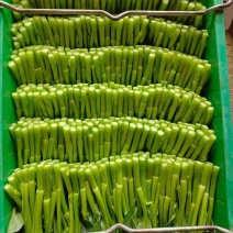 广东菜心