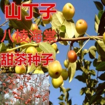 平邑甜茶种子八棱海棠种子山丁子种子嫁接苹果树砧木