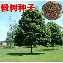 新采集椴树种子优良品质紫椴树种子新种子常绿树园林绿