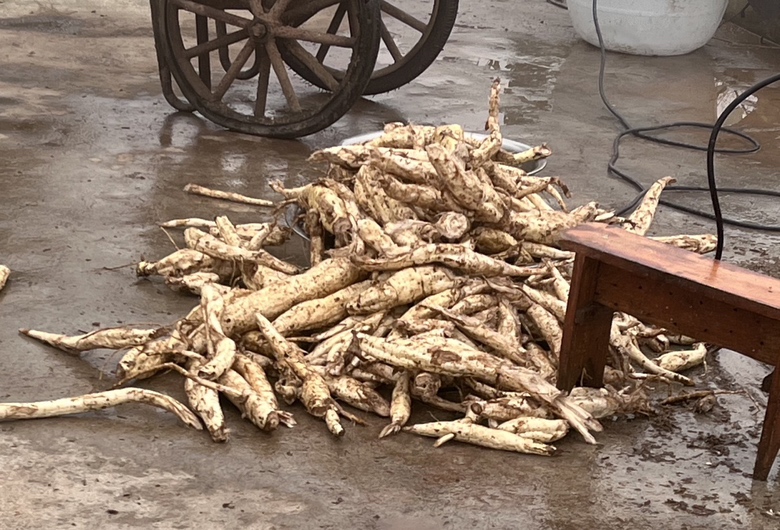 粉葛清洗与切片加工过程图,展示粉葛从原材料到可食用状态的处理流程 粉葛加工图