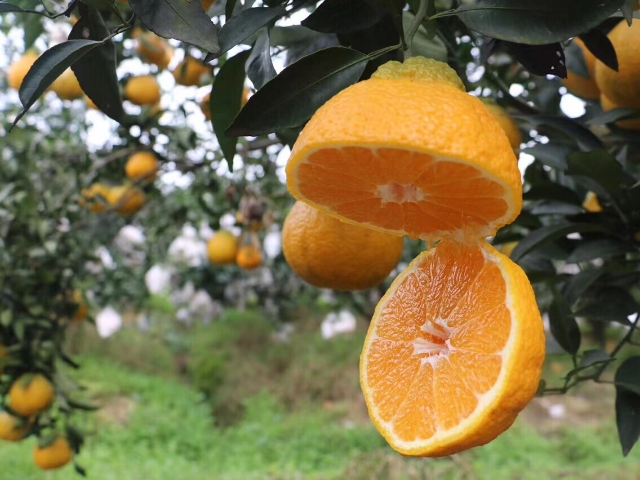 丑柑柑橘特写