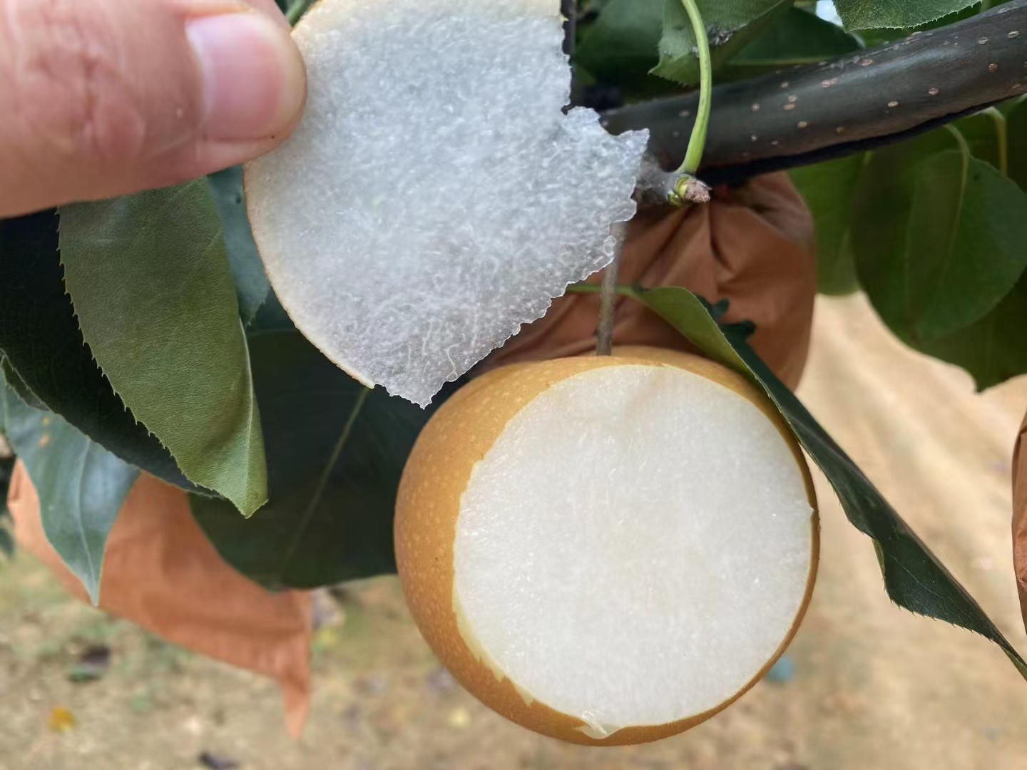 早酥梨切开果肉特写