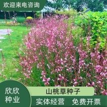 山桃草种子千鸟花种籽室内外阳台盆栽四季播种易活开花花卉