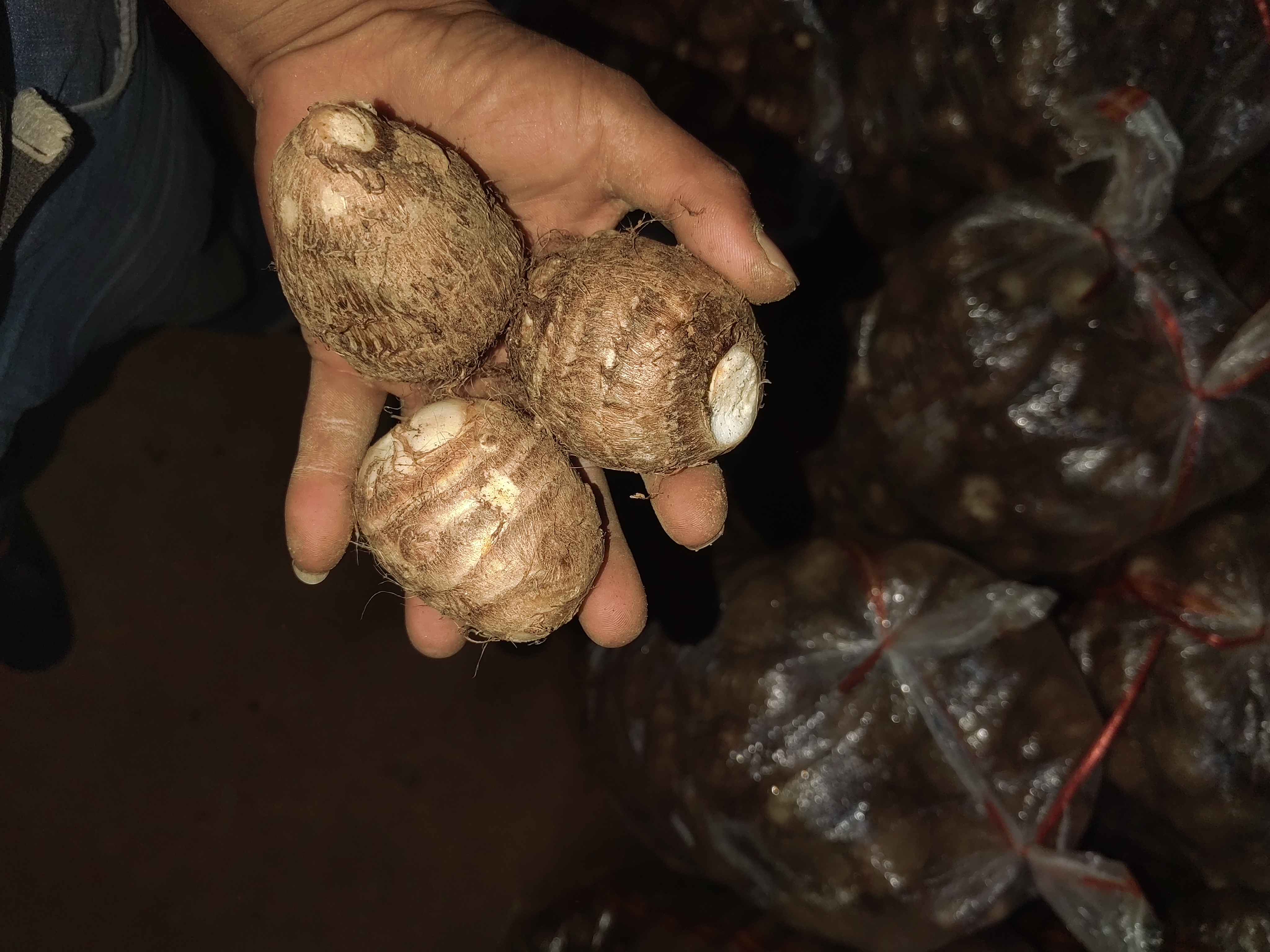特写镜头:戴手套手持硬毛刷逆向刷洗带绒毛的毛芋头表皮,背景为流动清水,芋头表面可见细密灰褐色绒毛与湿润反光,强调'逆向'动作和'干燥'后续步骤 毛芋头带皮清洗特写