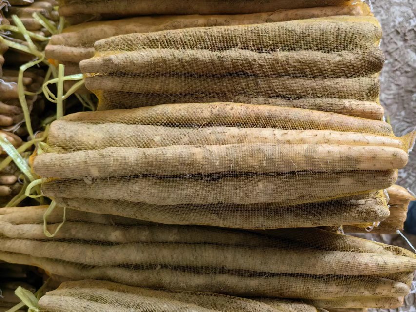 一组不同品牌的小白嘴山药包装盒并列摆放,重点突出‘温县特产’‘地理标志保护产品’‘SC认证’等文字标识,背景为农田风光与远处的山峦,体现道地生态 小白嘴山药产地标识与包装示例