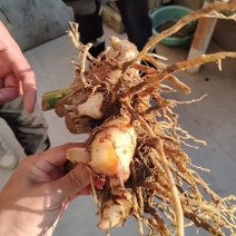 沙姜