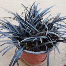 黑龙黑色麦冬草盆栽地被花卉植物庭院阳台盆景铺面耐阴寒常青