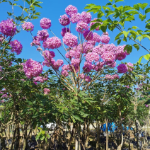 紫花风铃木