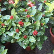 龙船花