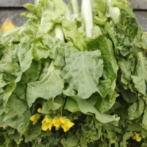 白菜苔