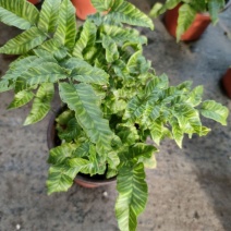 斑马蕨盆栽进口绿植花卉耐阴净化空气盆栽多年生常绿草本观叶