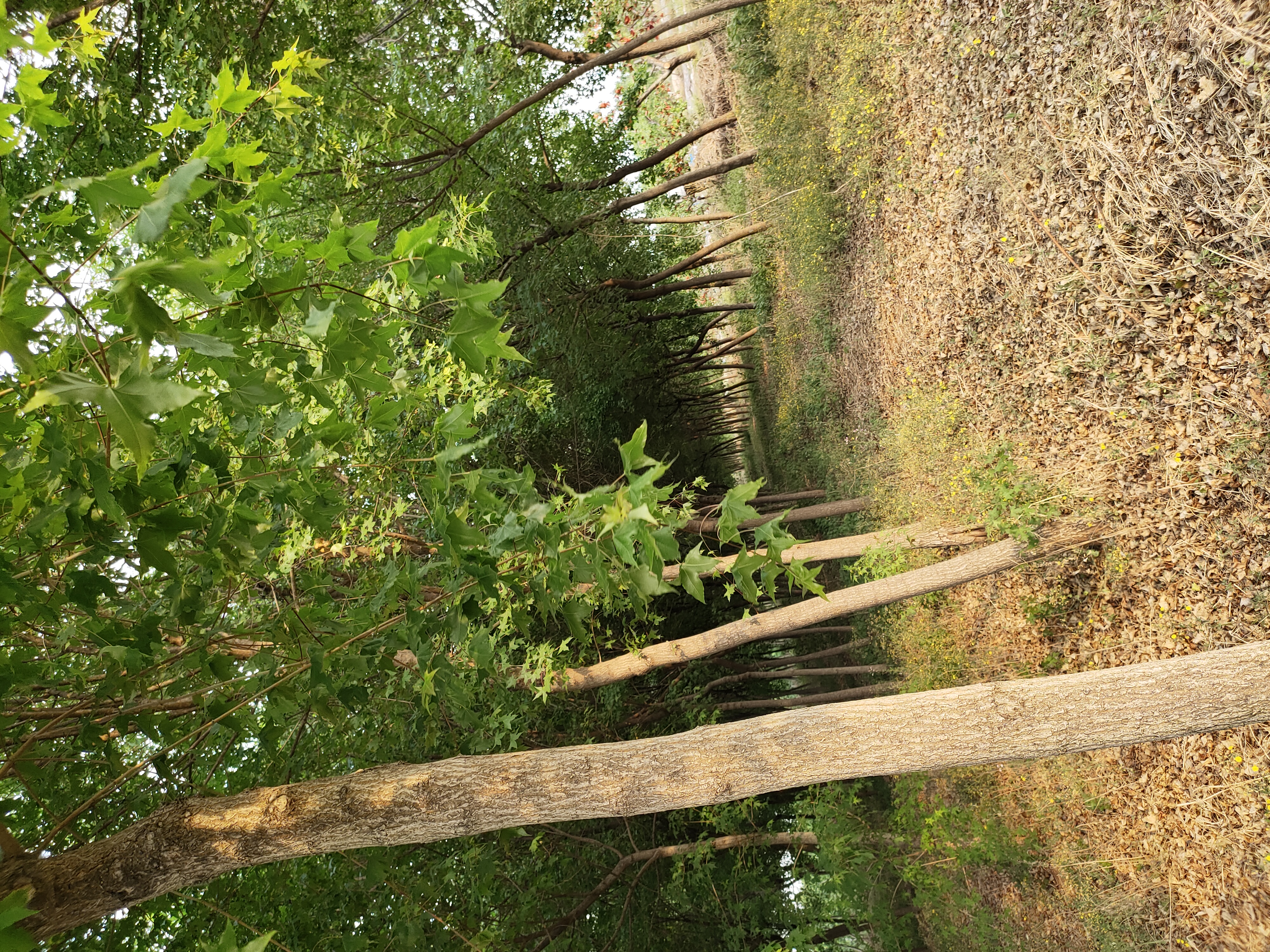 城市公园中的五角枫大道