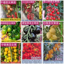 釜山88红黄绿白黑圣女果苗花生圣女果苗小柿子苗口感番茄苗