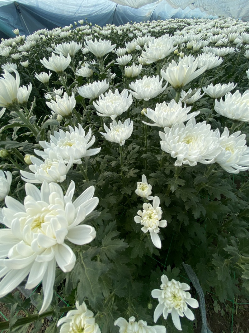 黄白菊花批发基地图片