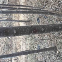 4/5公分楸树