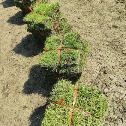 江西九江柴桑区兰引三号草皮价格行情走势 - 一亩田