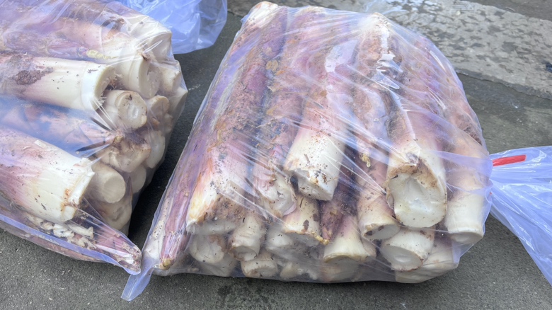 雷竹笋品质对比图：左侧优质笋（安吉产，乳白带淡青，节间匀称，无褐斑），右侧劣质笋（灰绿斑块，表皮萎蔫，基部渗出黏液）