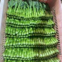 广东菜心