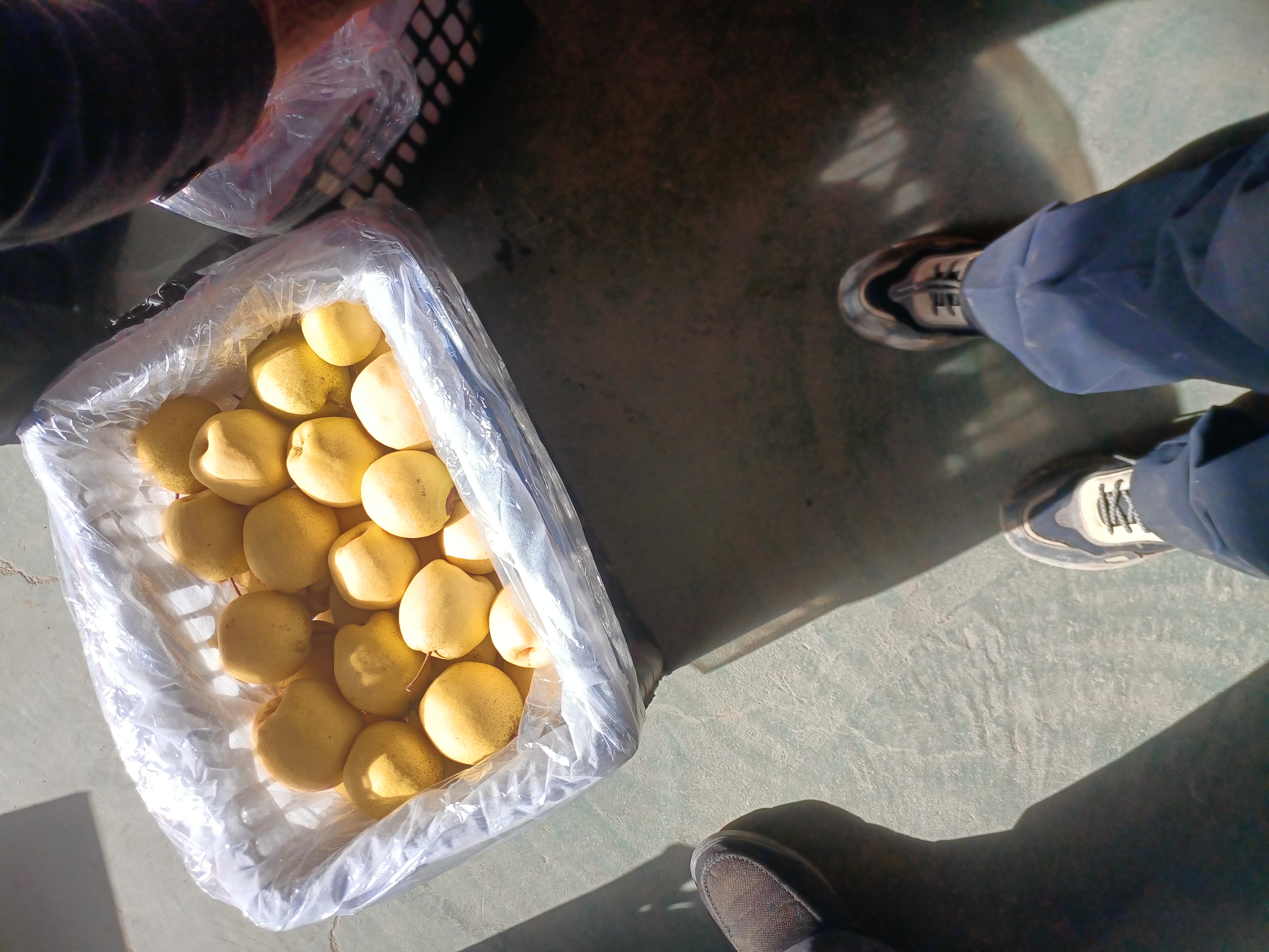 一篮刚采摘的成熟酥梨特写，果皮呈淡青黄色泛柔光，表面覆有天然蜡质薄霜，部分果实带浅褐色斑点（果锈），果柄翠绿挺立，背景为阳光洒落的黄土坡果园