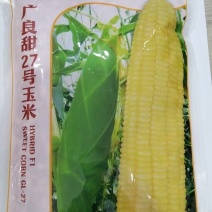 玉米种子广良甜27号大棒甜玉米品种适应区域广高产畅销