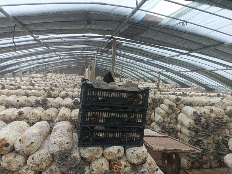 展示不同规格的平菇菌棒,背景为菌种生产车间 平菇菌棒展示图