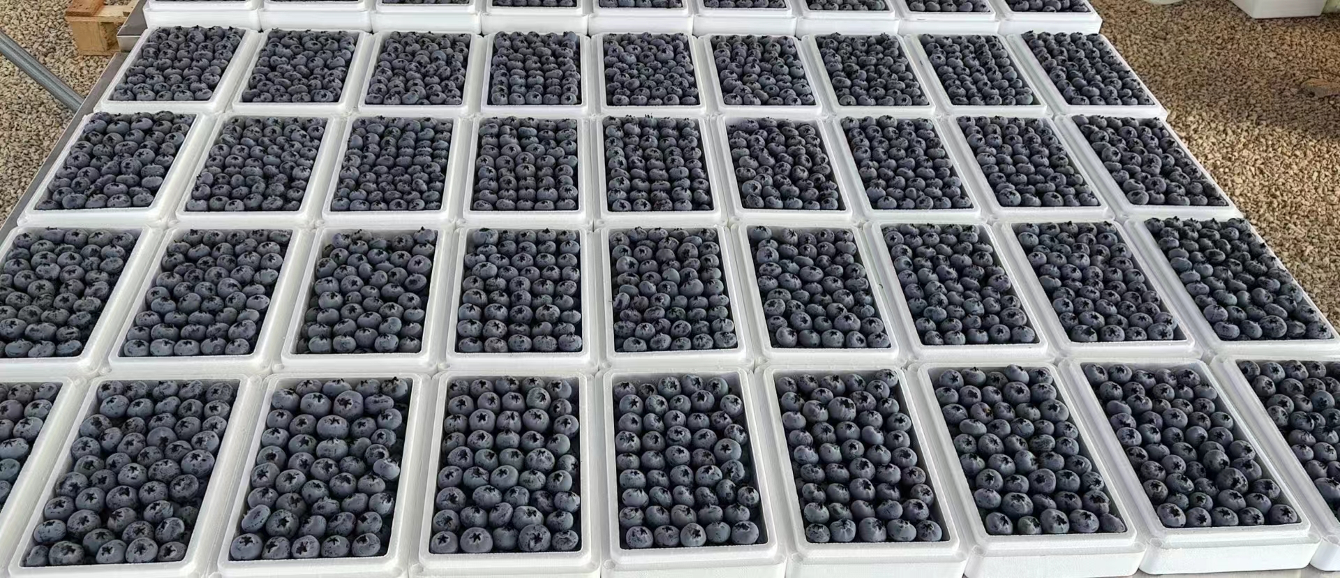 木瓜牛奶饮品成品图