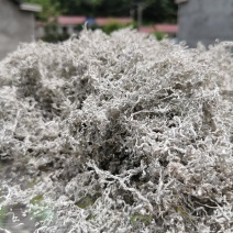 莓茶/藤茶