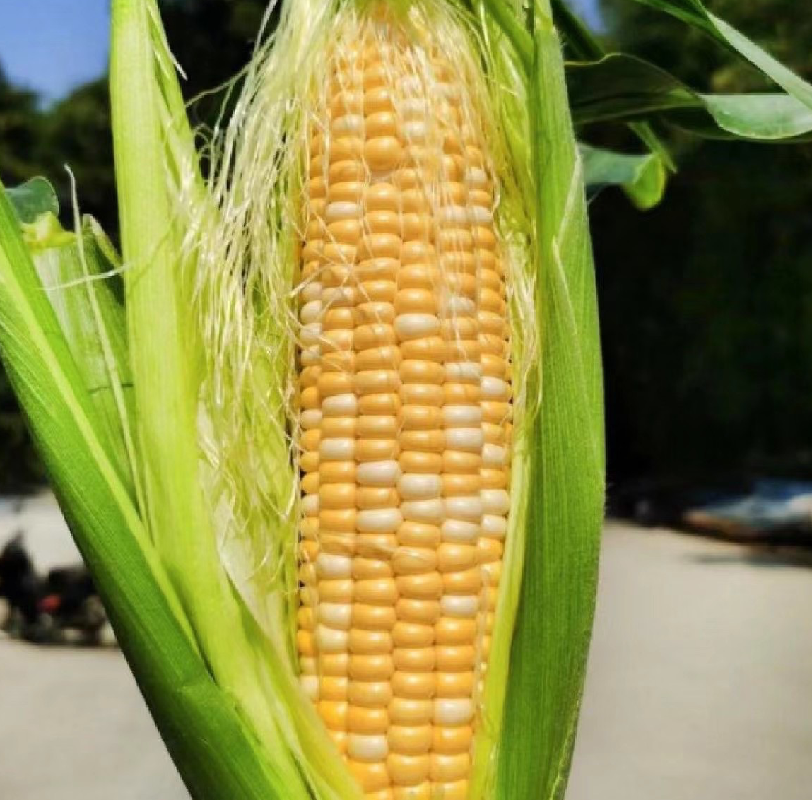 一名消费者在农贸市场挑选水果玉米,手中拿着几根不同状态的玉米进行比较。一根玉米苞叶鲜绿、顶部须部湿润;另一根苞叶发黄干燥。旁边配有放大镜聚焦在玉米粒切面上,显示饱满晶莹的乳白色浆液,背景标注‘新鲜水果玉米特征’文字提示 水果玉米选购指南示意图