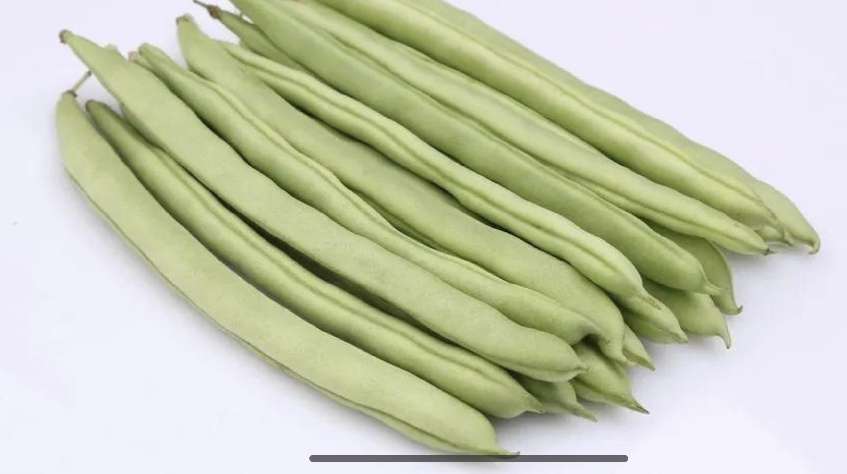 白花四季豆植株整体形态