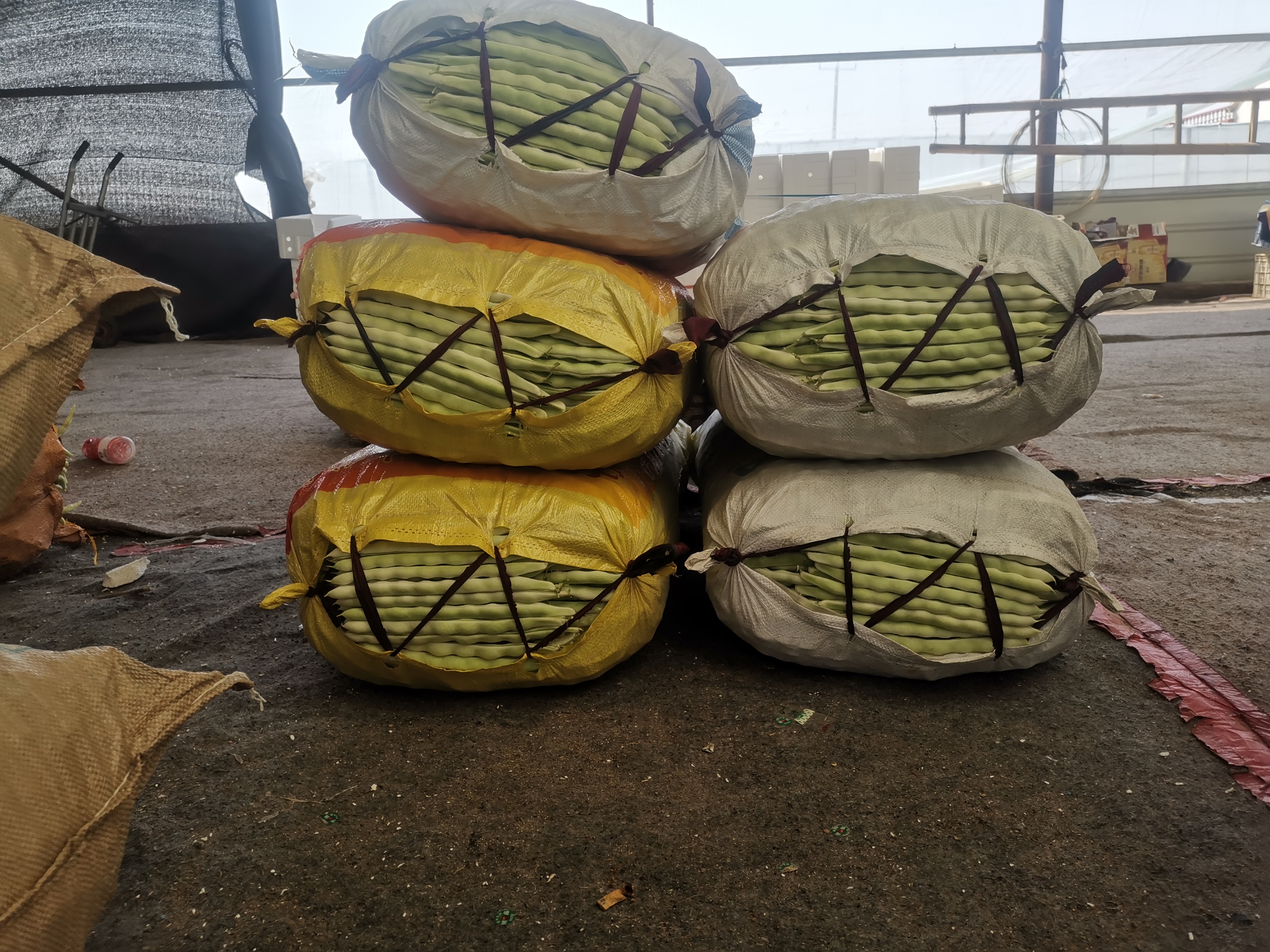 展示新鲜蚕豆与霉变蚕豆的外观差异,霉变蚕豆表面有明显霉斑和颜色变化 蚕豆霉变前后对比图