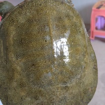 盛达水产，生态甲鱼