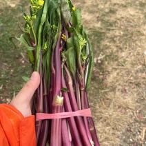贵州红菜苔