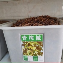 青榨槭种子青虾蟆大卫槭鸡爪槭种子糖槭复叶槭种子绿化造林观