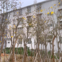 黄花风铃木