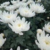白黄祭祀菊花