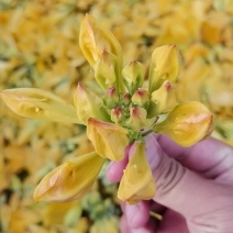 黄花杜鹃