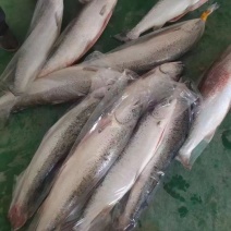 三文鱼礼盒装