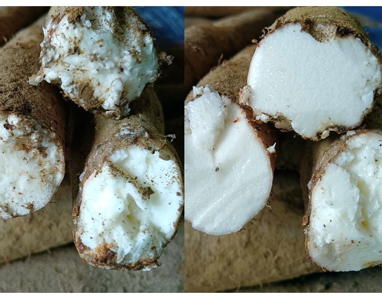 淮山药切面特写