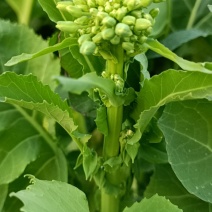 青油菜苔
