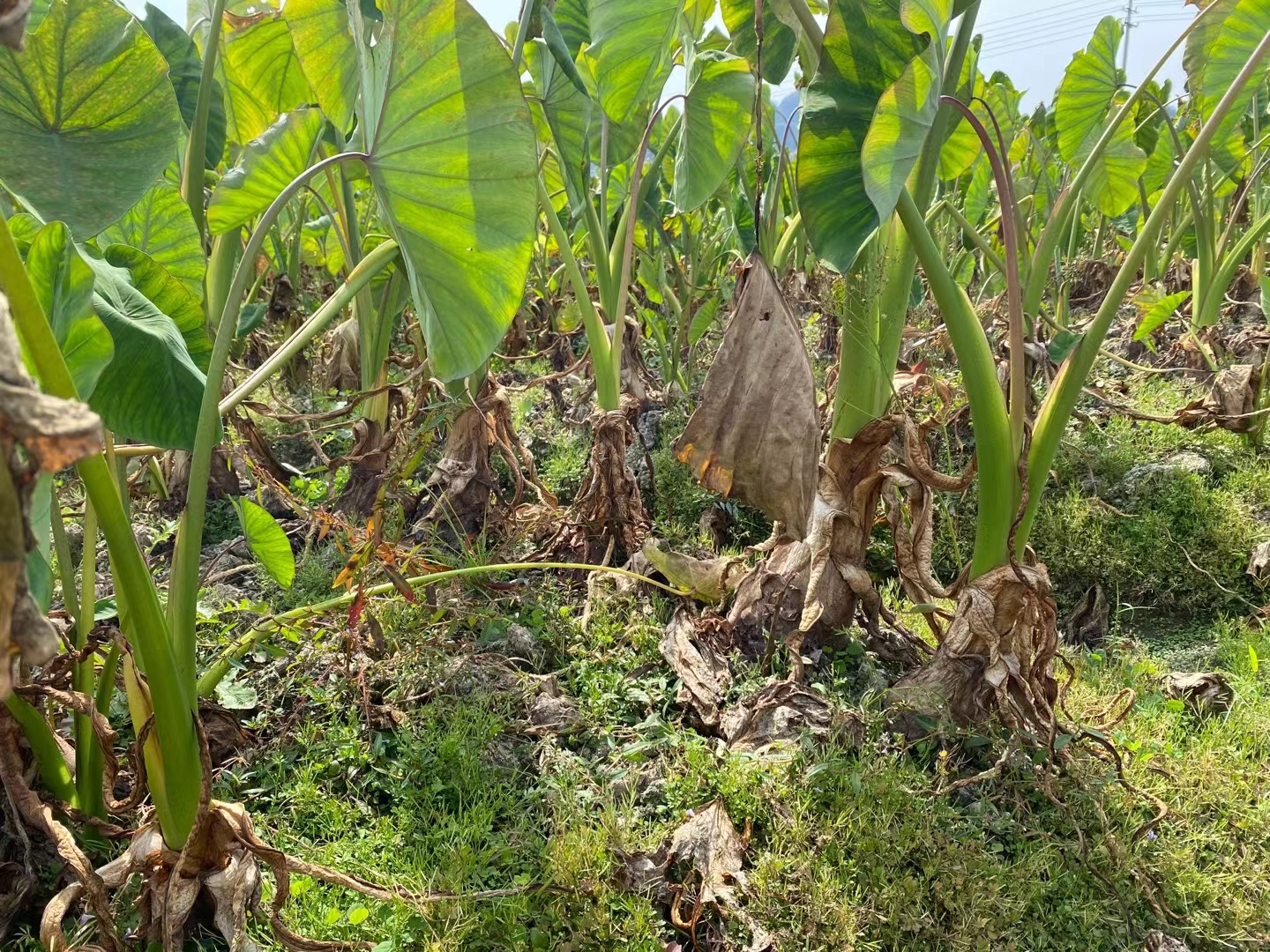 一片生长旺盛的荔浦芋头田,叶片宽大翠绿,土壤干燥无积水,农民正在田间巡查并记录植株健康状况,背景为广西丘陵地貌 采收前的荔浦芋头田间管理