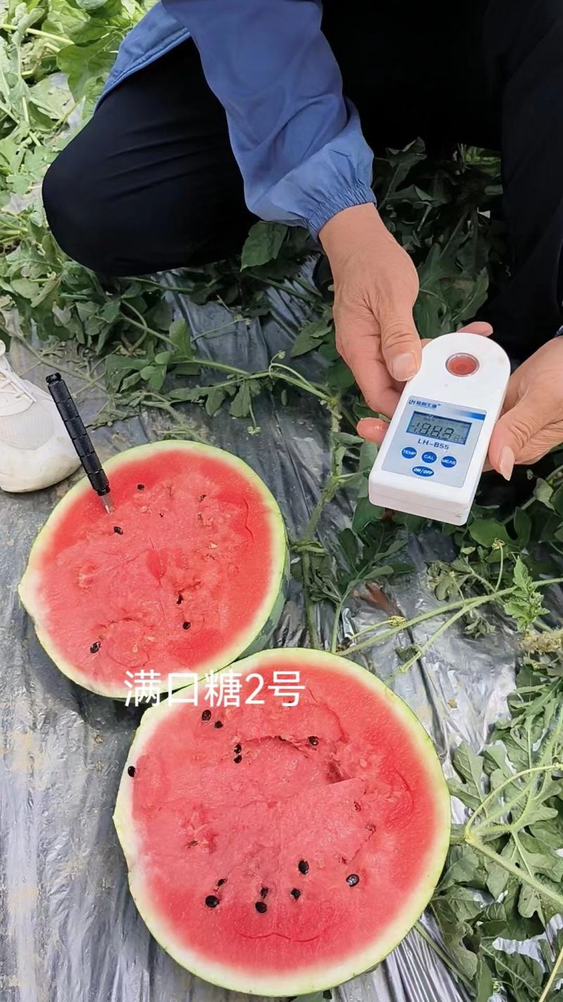 满口糖2号美都西瓜种子,大红瓤,糖度14,耐裂耐贮运