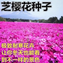 福禄考花种子宿根福禄考花籽天蓝绣球种子多年生混色四季