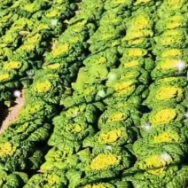 南阳黄心菜