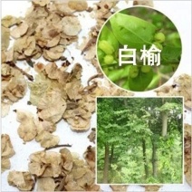 榆树种子榔榆种籽榆树墙金叶榆树种子白榆树种子榆树钱林木种