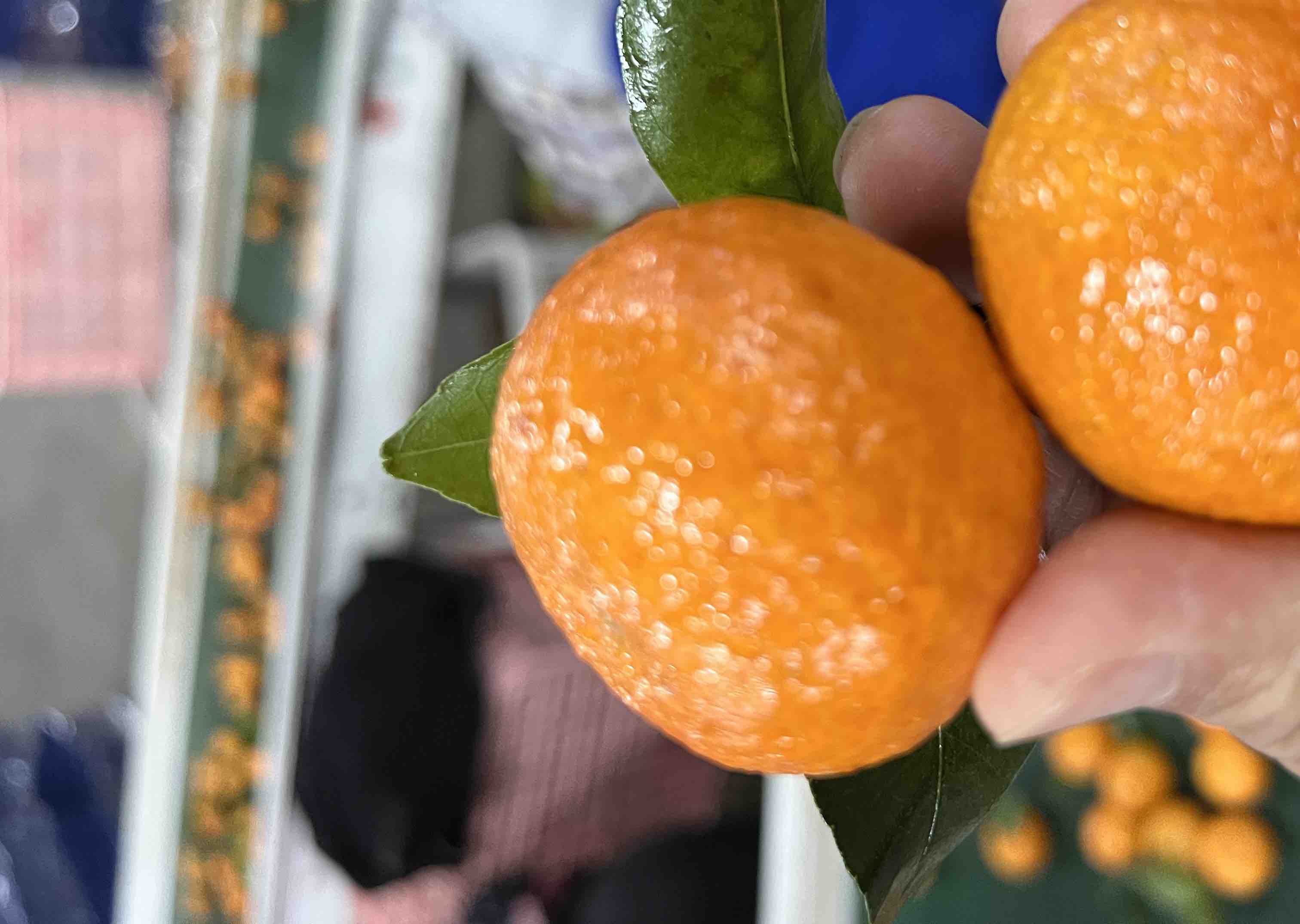 沙糖桔浸泡在清水中，水体呈现淡粉色，旁边摆放剥开的沙糖桔果肉和完整果实