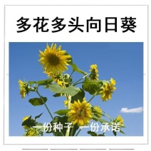 矮杆多花多头向日葵种子春夏秋播种观赏向日葵种子庭院花海易