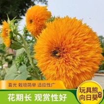 复瓣玩具熊向日葵种子观赏矮向花阳台盆栽春夏秋四季播易种籽
