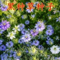 黑种草种子四季播种开花波斯宝石室外庭院易活阳台盆栽花种籽