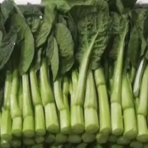 精品广东菜心